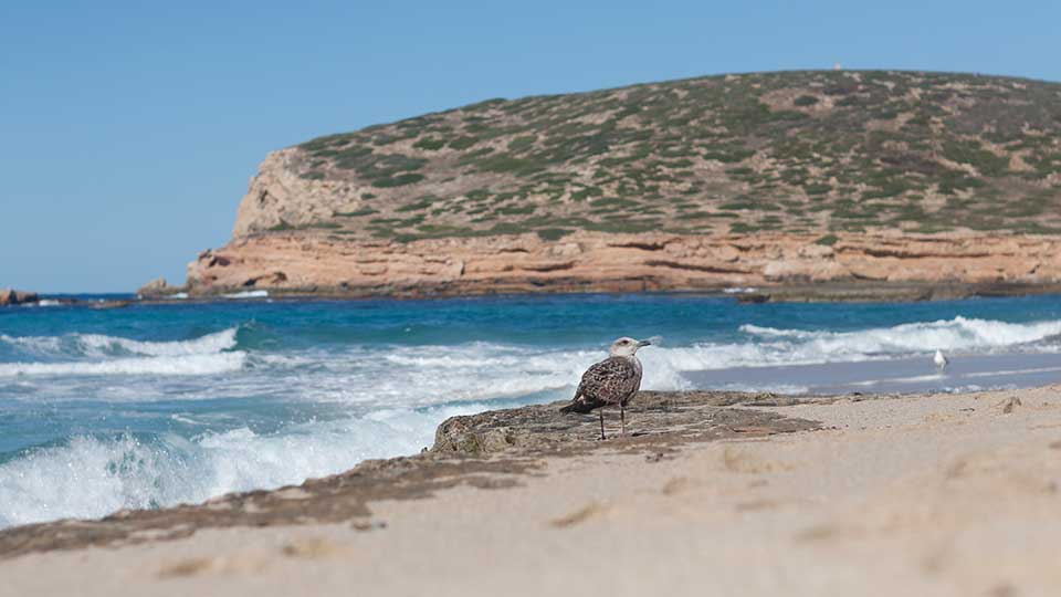 What to see in Ibiza - Cala Comte